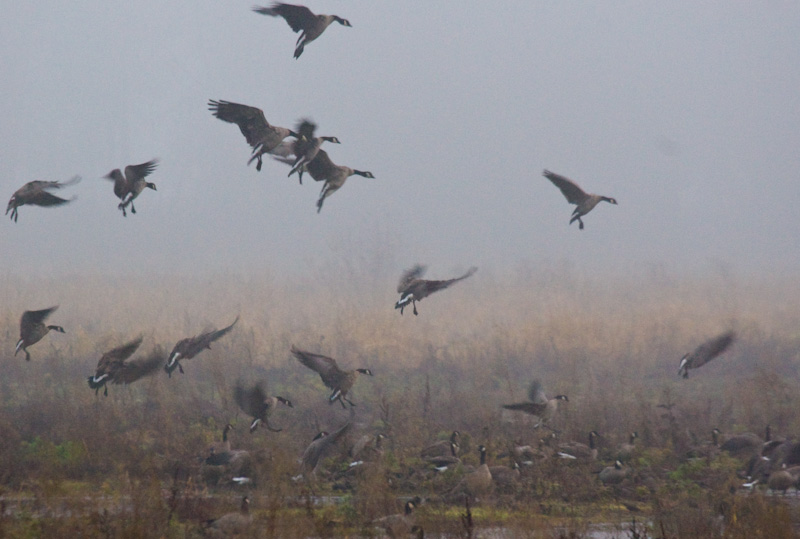 Cackling Geese In Flight